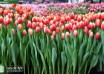 Tulipa Markant (1)